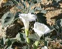 Sacred Datura (Jimson Weed) in the Supersitions