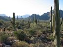 Saguaro Cactus in the Superstitions