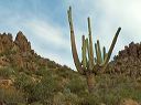 Saguaro Cactus in the Superstitions