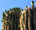Saguaro flowers and fruit in the Superstitions