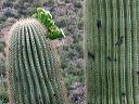 Saguaro flowers and fruit in the Superstitions