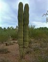Saguaro oddities in the Superstitions