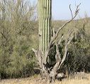 Saguaro oddities in the Superstitions