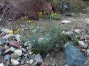 Sand Wash Groundsel in the Superstitions