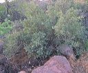 Shrub Live Oak in the Superstitions