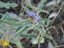 Silverleaf Nightshade in the Superstitions
