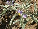 Silverleaf Nightshade in the Superstitions