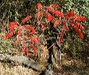 Smooth Sumac in the Superstition in the Supersitions