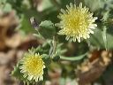 Spiny Sowthistle in the Supersitions