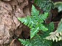 Star Cloak Fern in the Supersitions