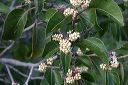 Sugar Sumac in the Supersitions