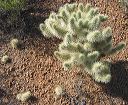 Teddy Bear Cholla in the Supersitions