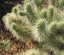 Teddy Bear Cholla in the Supersitions
