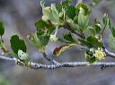 True Mountain Mahogany in the Supersitions