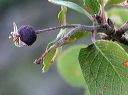 Utah Serviceberry in the Supersitions
