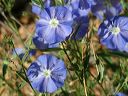 Western Blue Flax in the Supersitions