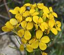 Western Wallflower in the Supersitions