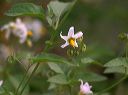 White Nightshade in the Superstitions