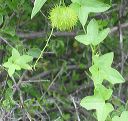 Wild Cucumber in the Superstitions