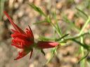 Wyoming Indian Paintbrush in the Supersitions