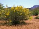 Yellow Paloverde in the Supersitions